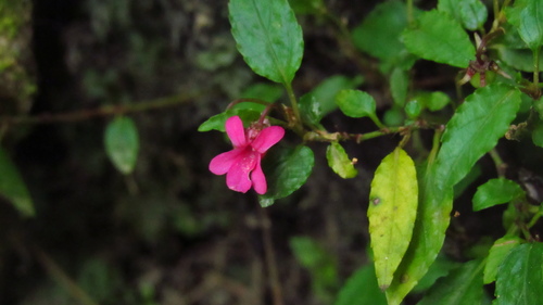 Viola rubella (Viola rubella)