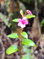 Viola rubella (Viola rubella)