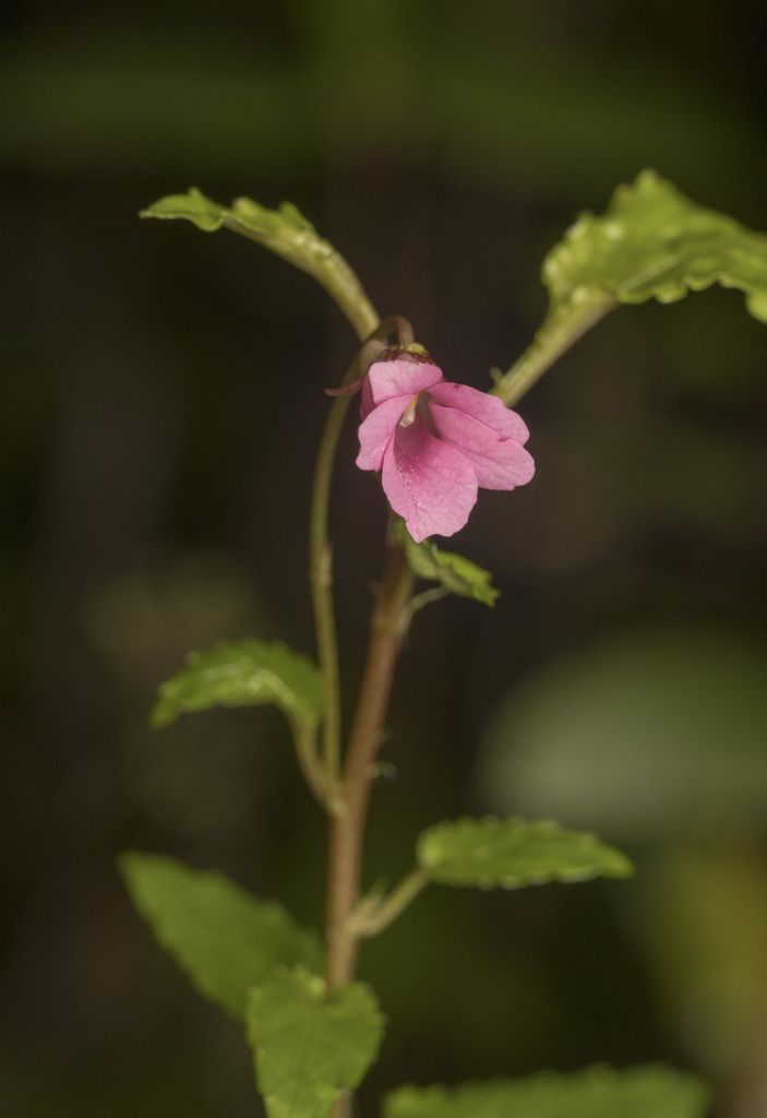 Viola rubella (Viola rubella)