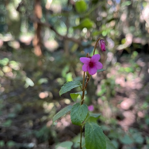 Viola rubella (Viola rubella)
