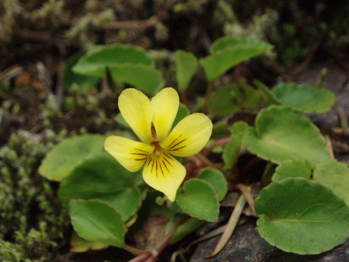 Evergreen violet (Viola sempervirens)
