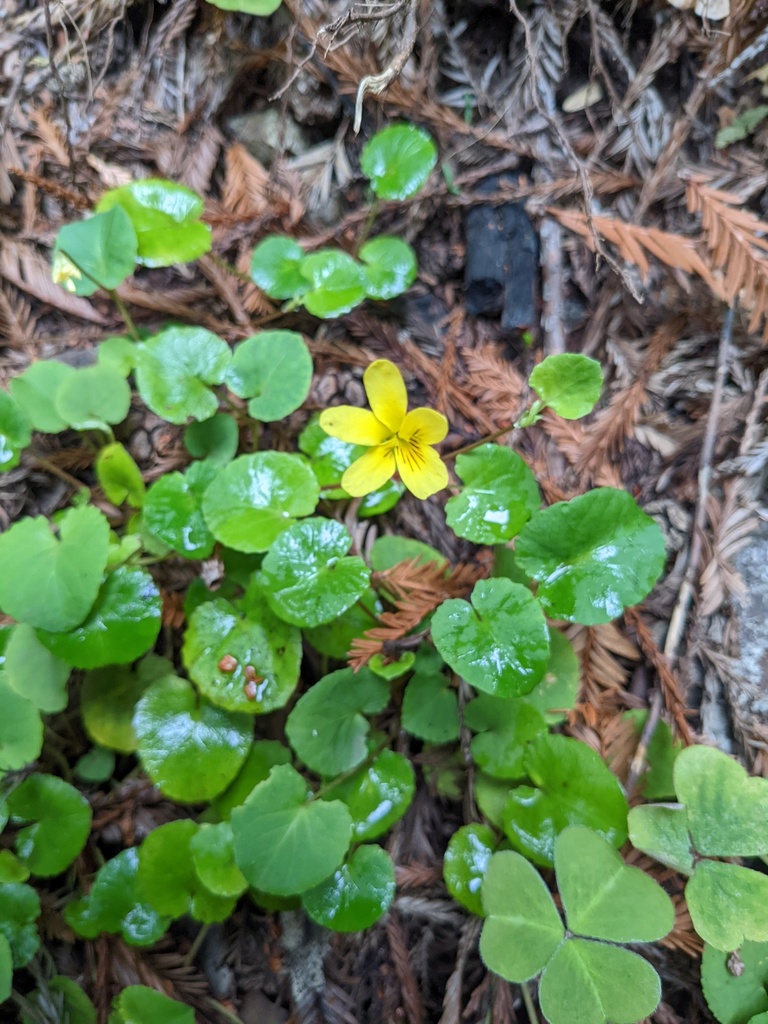Evergreen violet (Viola sempervirens)