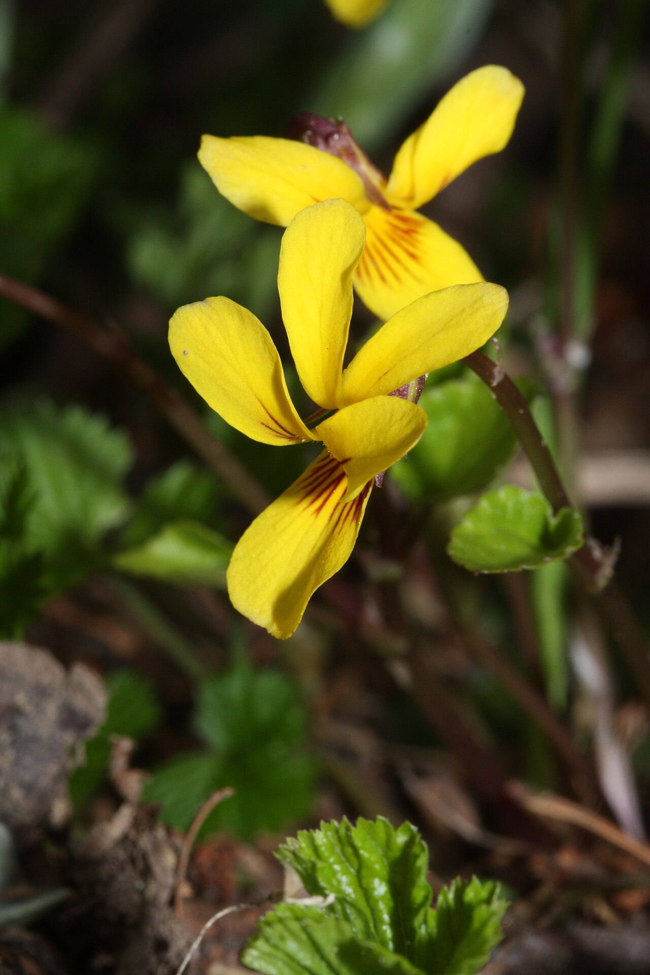 Evergreen violet: Evergreen Violet, Redwood Violet