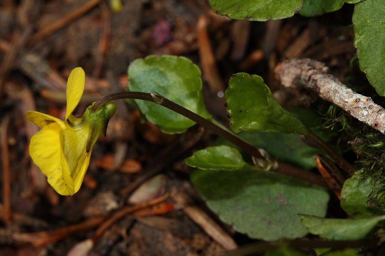 Evergreen violet: Evergreen Violet, Redwood Violet