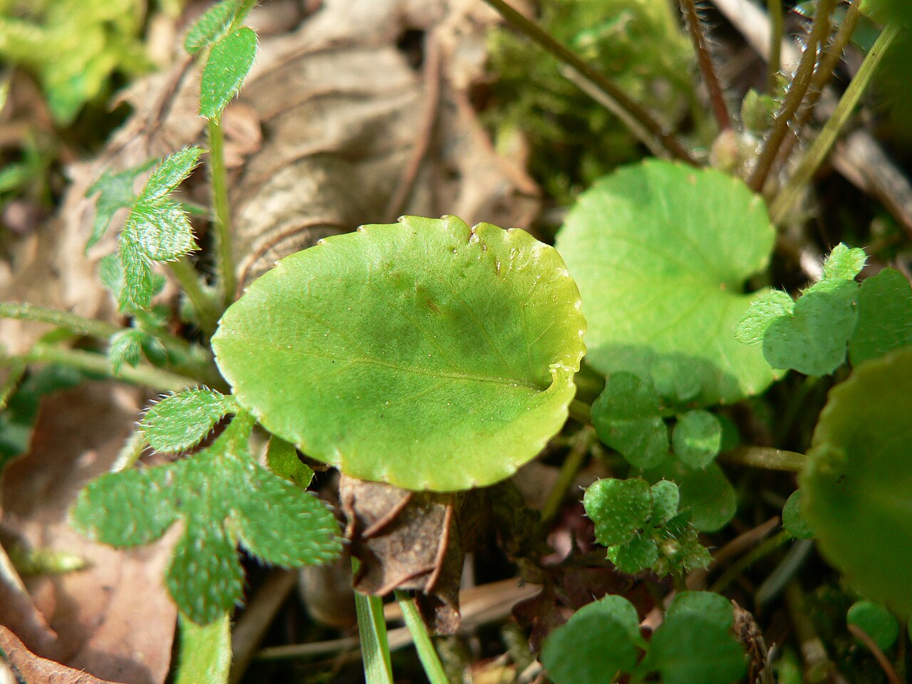 Evergreen violet: Evergreen Violet, Redwood Violet