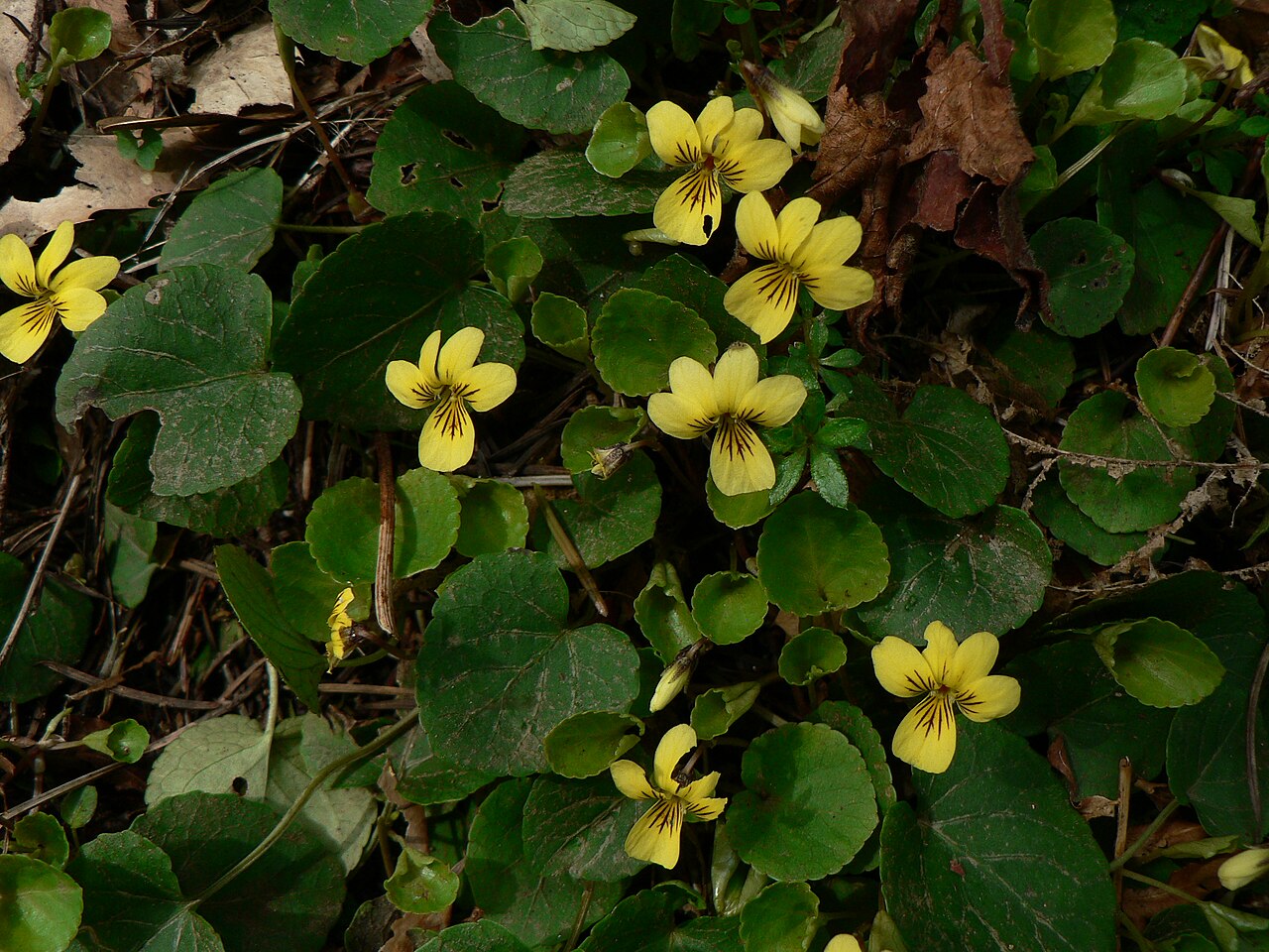 Evergreen violet: Evergreen Violet, Redwood Violet