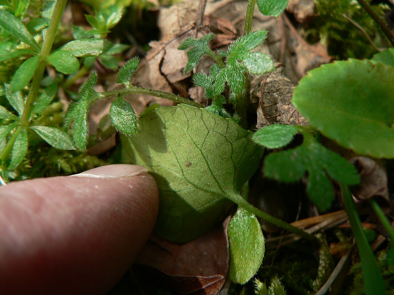Evergreen violet: Evergreen Violet, Redwood Violet