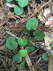 Evergreen violet (Viola sempervirens)