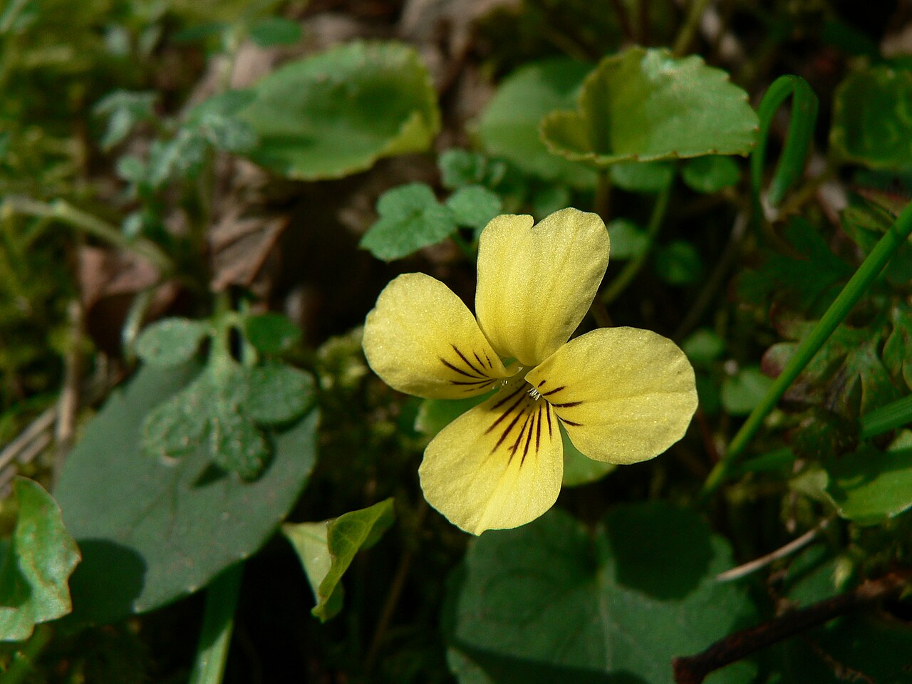 Evergreen violet: Evergreen Violet, Redwood Violet