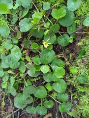 Evergreen violet (Viola sempervirens)