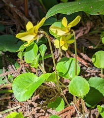 Evergreen violet (Viola sempervirens)