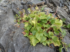 Viola shinchikuensis (Viola shinchikuensis)
