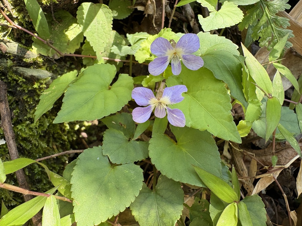 Viola shinchikuensis (Viola shinchikuensis)