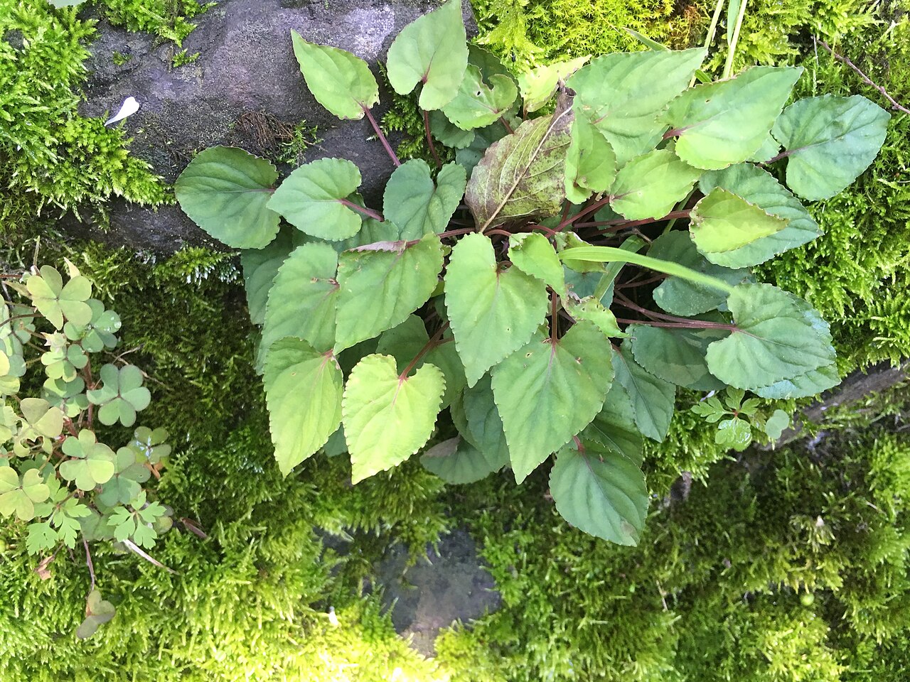 Viola shinchikuensis: Viola shinchikuensis, 中正路43-1號, 和平區, , TW, 2019-06-05 (iNaturalist).