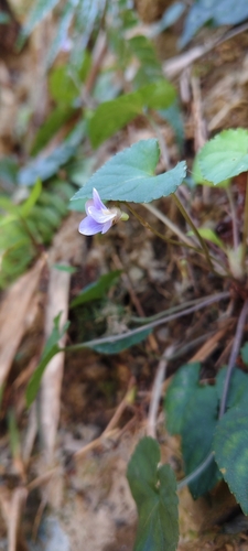 Viola shinchikuensis (Viola shinchikuensis)