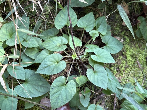 Viola shinchikuensis (Viola shinchikuensis)