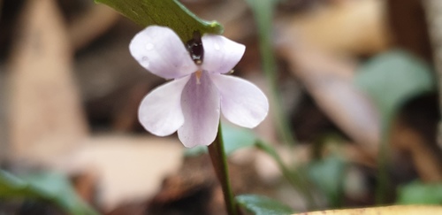 Viola sieberiana (Viola sieberiana)