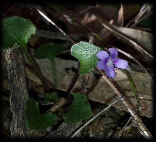 Viola sieberiana (Viola sieberiana)