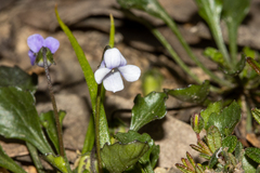 Viola sieberiana (Viola sieberiana)