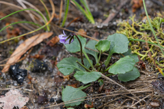 Viola sieberiana (Viola sieberiana)