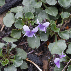 Viola sieberiana (Viola sieberiana)