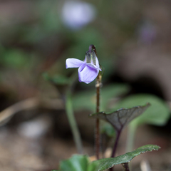 Viola sieberiana (Viola sieberiana)