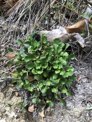 Viola sieberiana (Viola sieberiana)