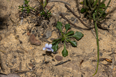 Viola sieberiana (Viola sieberiana)