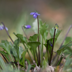 Viola sieberiana (Viola sieberiana)