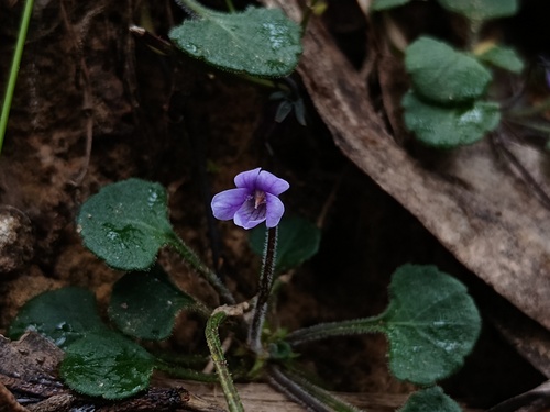 Viola sieberiana (Viola sieberiana)