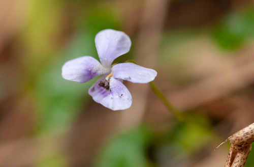 Viola silicestris (Viola silicestris)