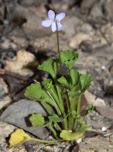 Viola silicestris (Viola silicestris)
