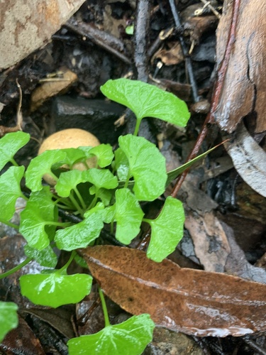 Viola silicestris (Viola silicestris)