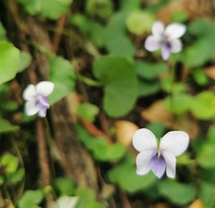Viola silicestris (Viola silicestris)