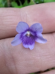Viola silicestris (Viola silicestris)