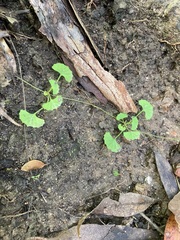 Viola silicestris (Viola silicestris)