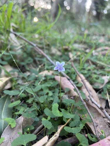 Viola silicestris (Viola silicestris)