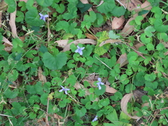 Viola silicestris (Viola silicestris)