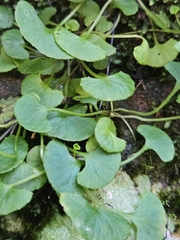 Viola silicestris (Viola silicestris)