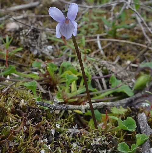 Viola silicestris (Viola silicestris)