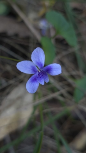 Viola silicestris (Viola silicestris)