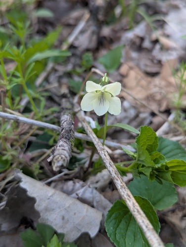 Striped cream violet (Viola striata)