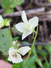 Striped cream violet (Viola striata)