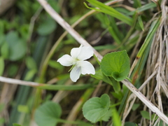 Striped cream violet (Viola striata)