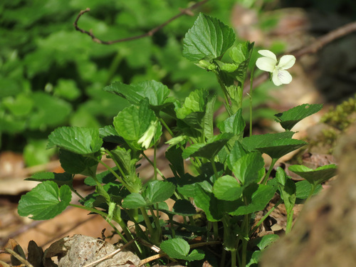 Striped cream violet (Viola striata)