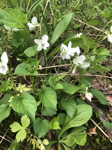 Striped cream violet (Viola striata)