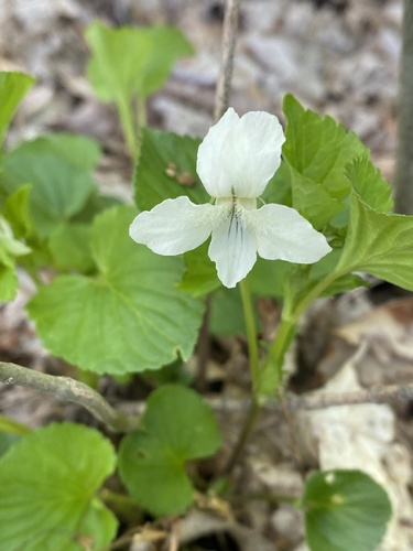 Striped cream violet (Viola striata)