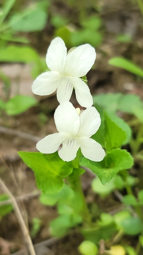 Striped cream violet (Viola striata)
