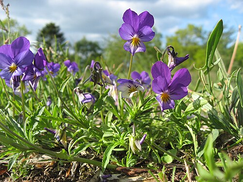 Johnny jumpup: Viola tricolor subsp. tricolor (Wild Pansy) near Hald lake, Jutland , Denmark .