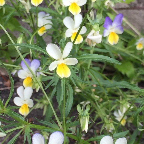 Johnny jumpup (Viola tricolor)